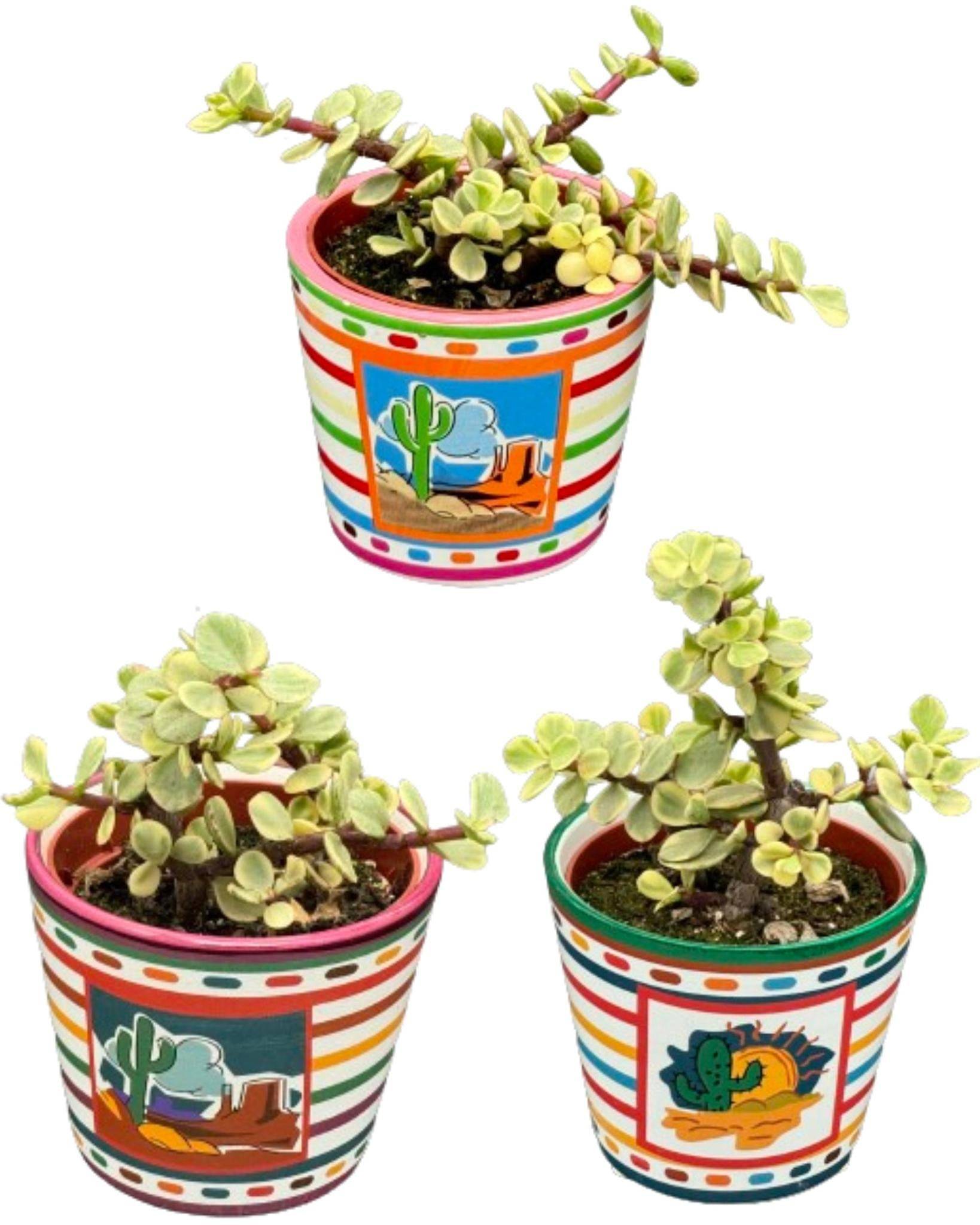 Portulacaria Afra - Lot de 3 Succulentes Polyvalentes- La Green Touch