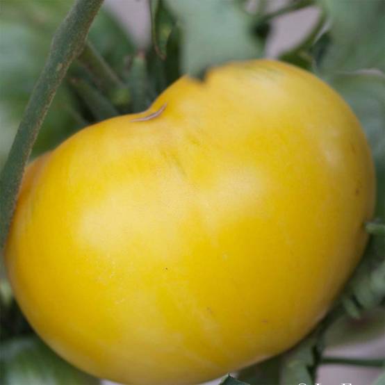 Tomate Great White Beefsteak Bio - Ferme de Sainte Marthe le sachet de 50 graines environ