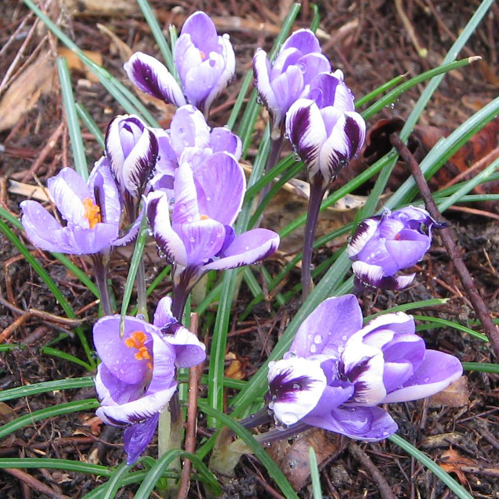 Promesse de Fleurs - Crocus minimus Bulbe calibre 5+, Calibre 5 + (par 5)