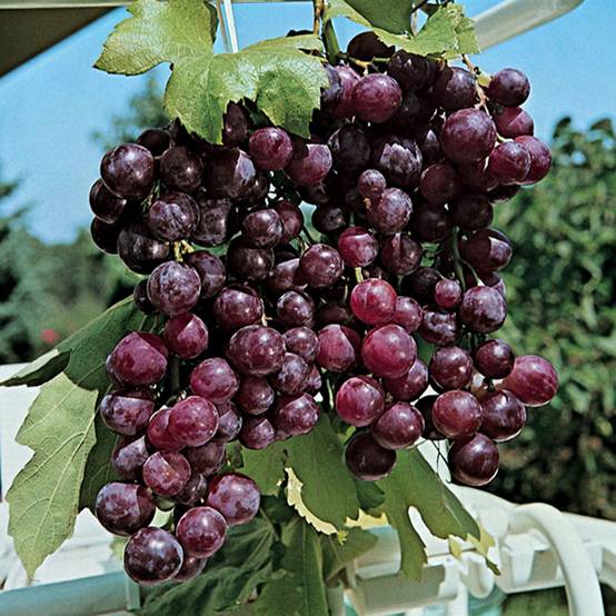 Promesse de Fleurs - Vigne Cardinal Pot de 1,5L/2L