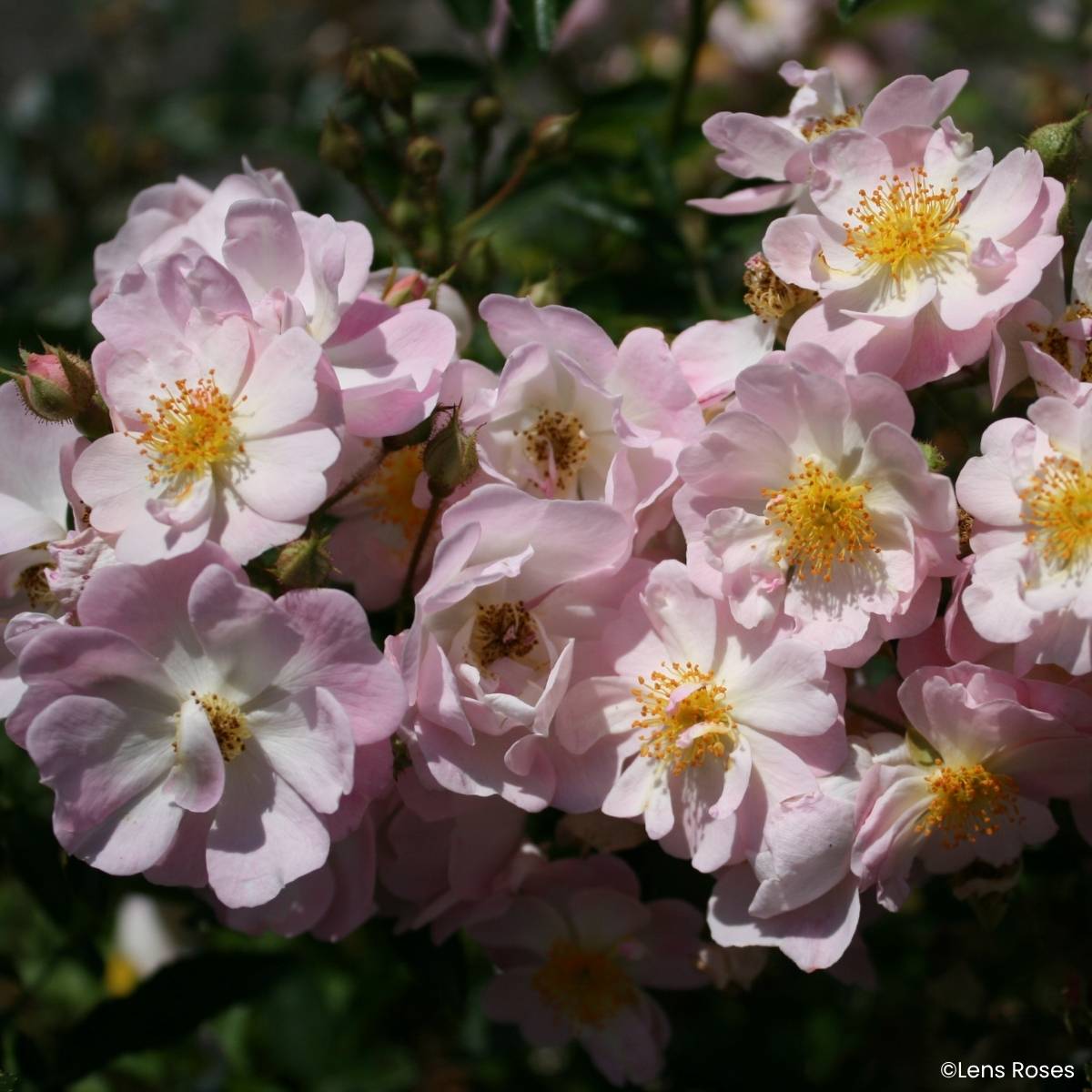Promesse de Fleurs - Rosier miniature Ma Fille Sara Racines nues en motte