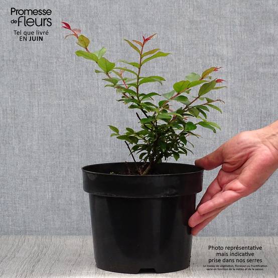 Lagerstroemia indica Coral Magic - Lilas des Indes Pot de 2L/3L - Image 2
