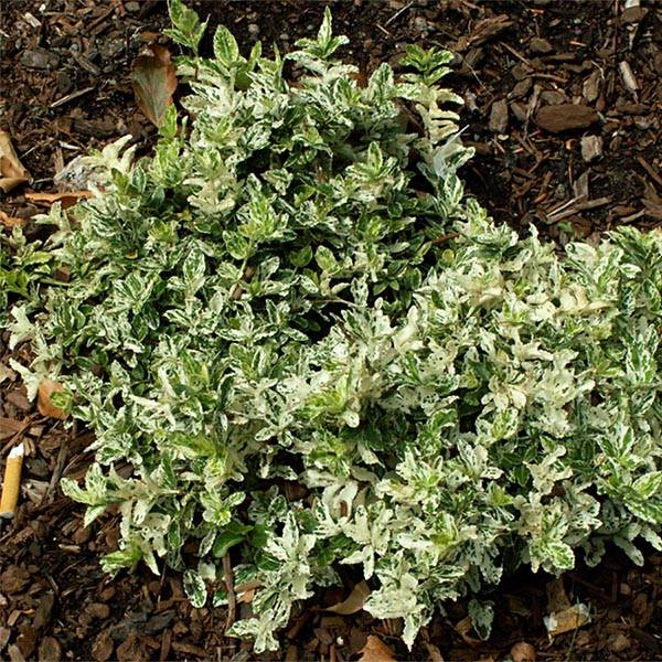 Euonymus fortunei Harlequin - Fusain persistant panaché Godet de 8/9 cm - Image 1