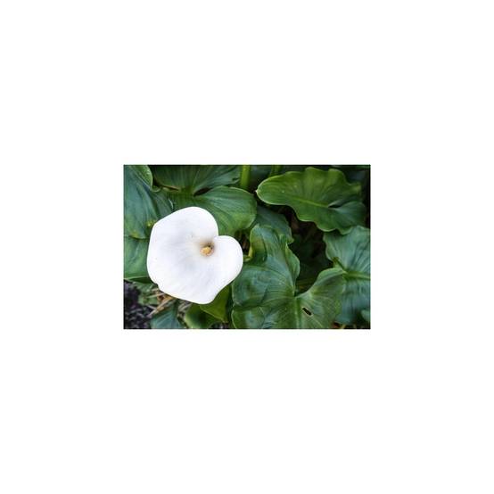 Secret Vert - Terreau pour plantes aquatiques UAB - Secret Vert - Sac de 20L - Image 3