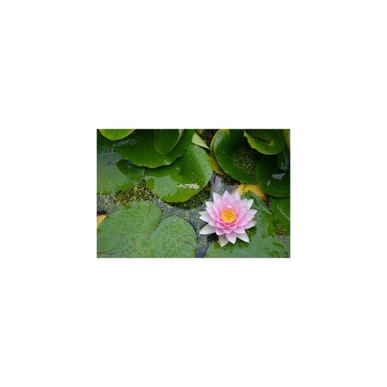 Secret Vert - Terreau pour plantes aquatiques UAB - Secret Vert - Sac de 20L - Image 2