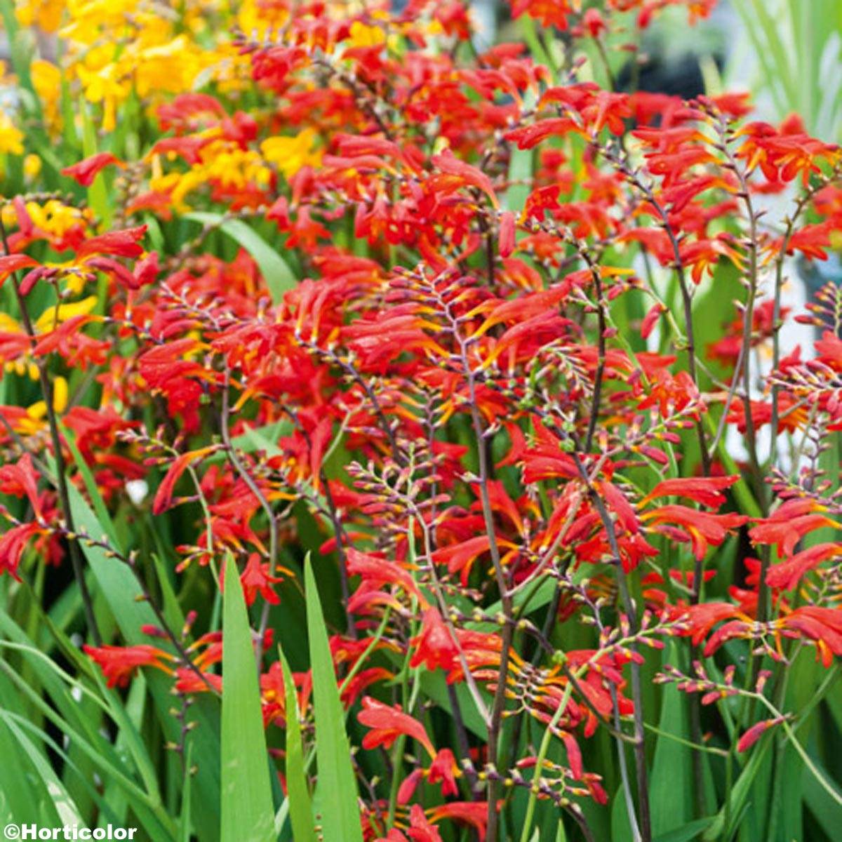 Crocosmia crocosmiiflora Emberglow - Montbretia rouge orangé Godet de 8/9 cm calibre 8+