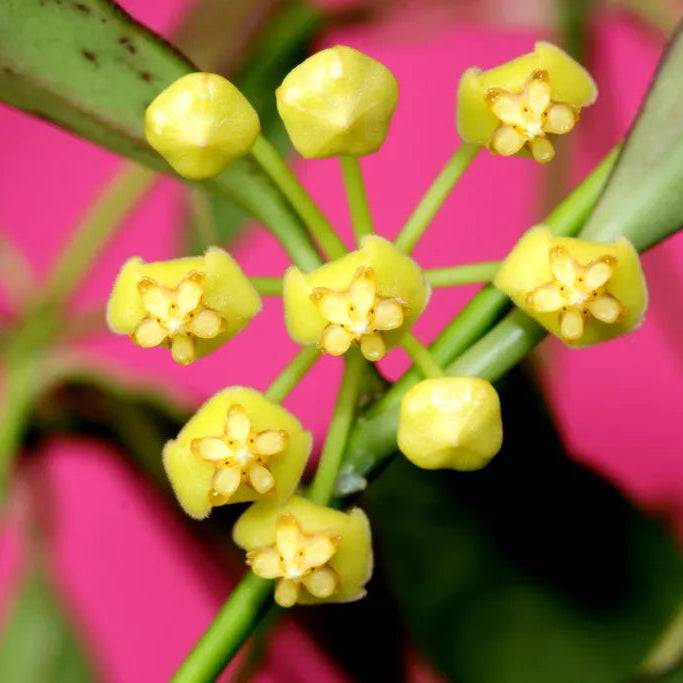 Hoya Tsangii - Pot de 7cm - Plantes d'intérieur