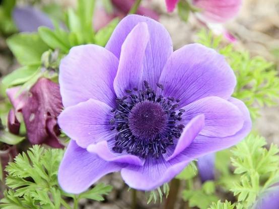 Anemone coronaria Mr Fokker - Anémone de Caen Bulbe calibre 5/6 (par 10) - Image 1
