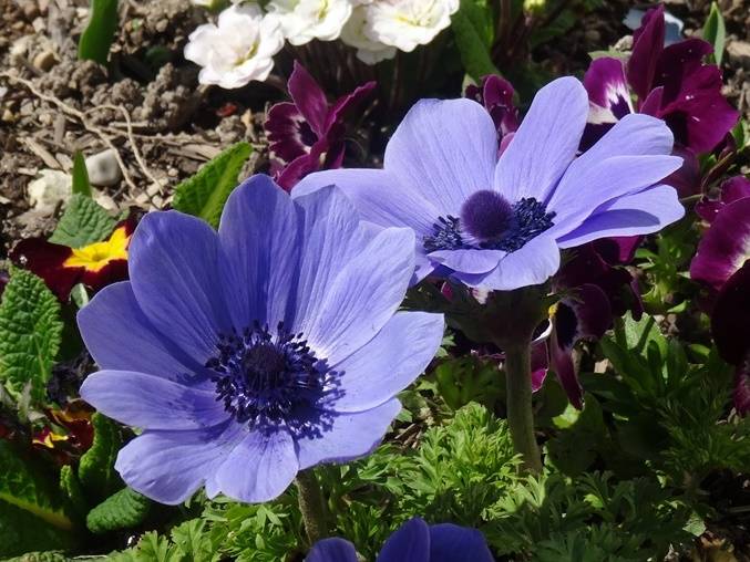 Anemone coronaria Mr Fokker - Anémone de Caen Bulbe calibre 5/6 (par 10) - Image 2