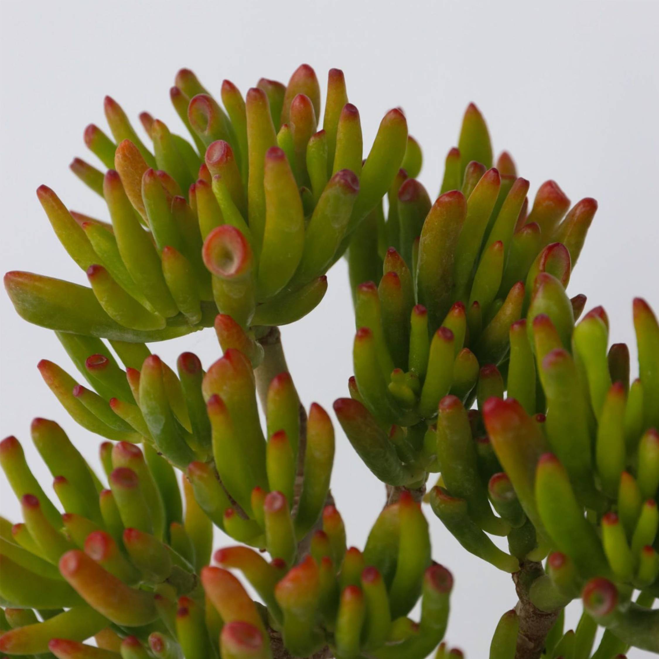 Plant In A Box - Arbre de jade - Lot 2 - Crassula ovata 'Hobbit' - Hauteur 10-20cm - ⌀12cm - Image 4