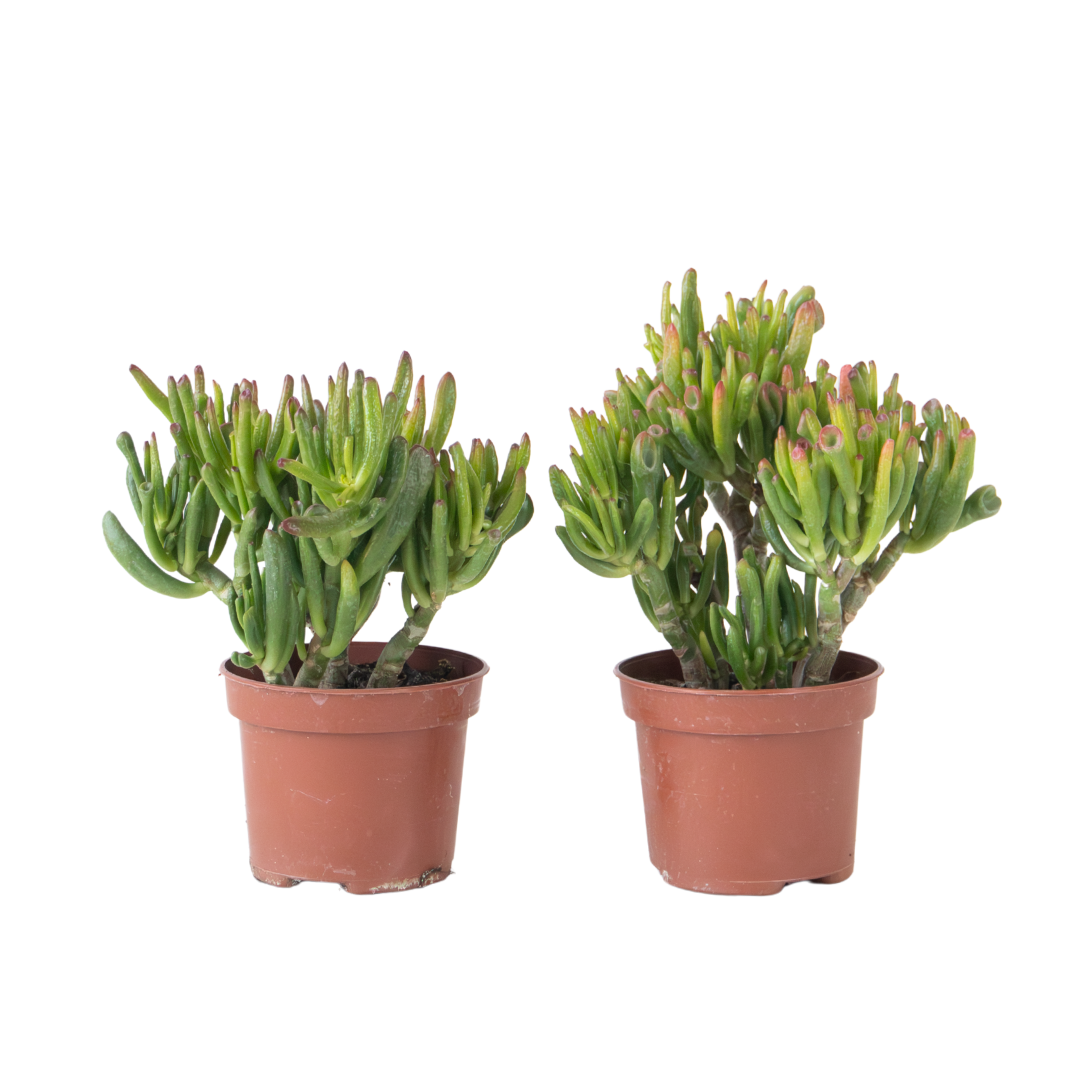 Plant In A Box - Arbre de jade - Lot 2 - Crassula ovata 'Hobbit' - Hauteur 10-20cm - ⌀12cm - Image 1