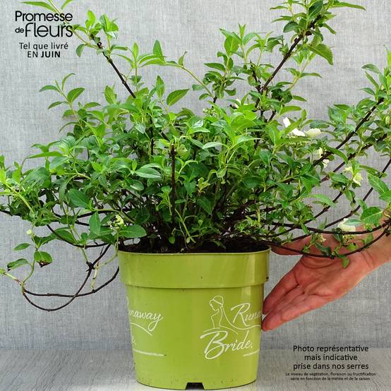 Hortensia - Hydrangea Runaway Bride Pot de 6L/7L - Image 2