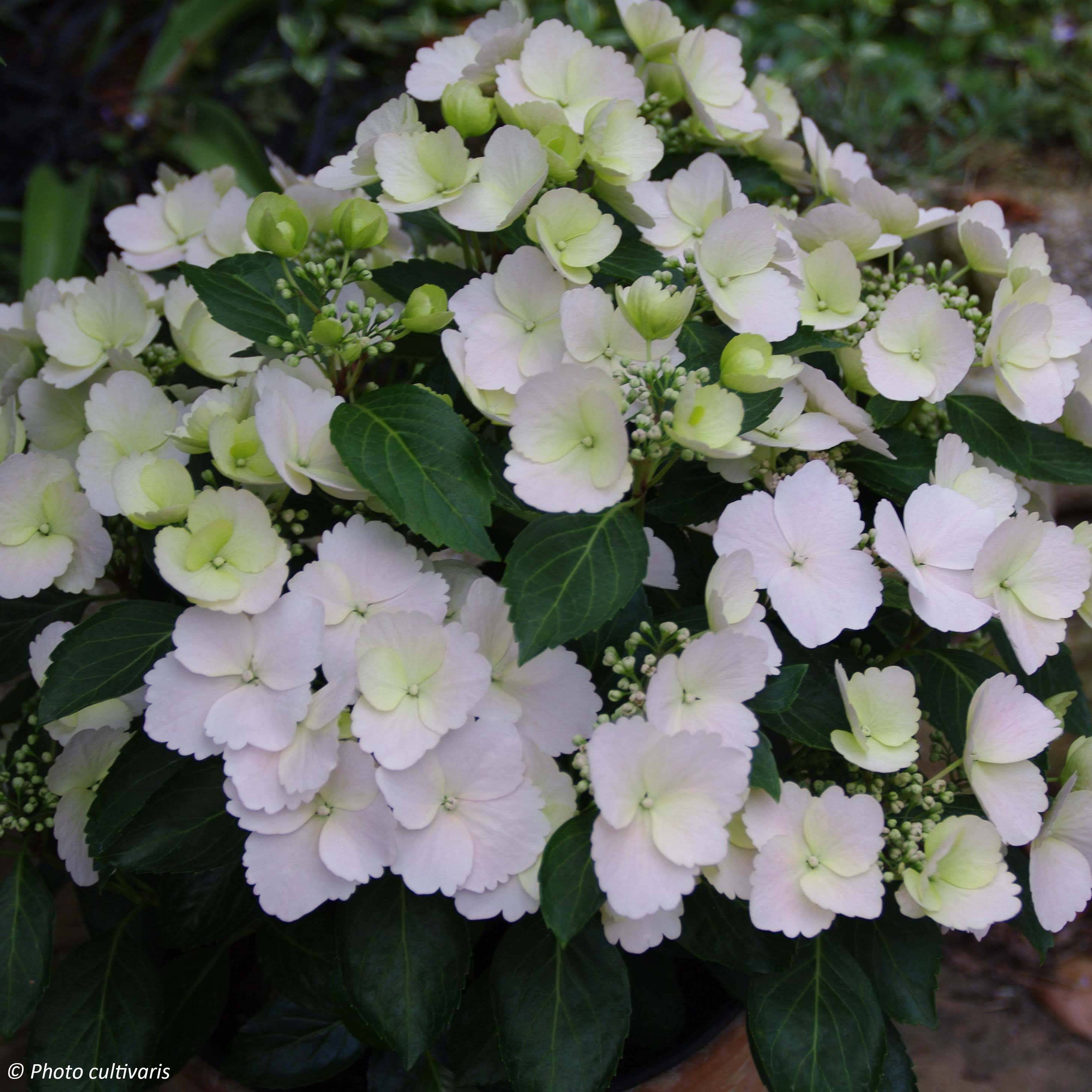 Hortensia - Hydrangea Runaway Bride Pot de 6L/7L - Image 1