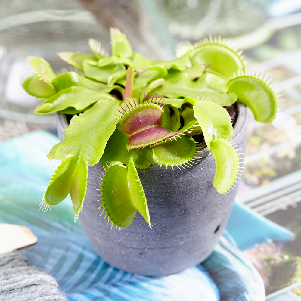 Gardenersdream - Dionée Attrape-Mouche Venus Plante D'Intérieur Carnivore Pot 9 Cm - GardenersDream