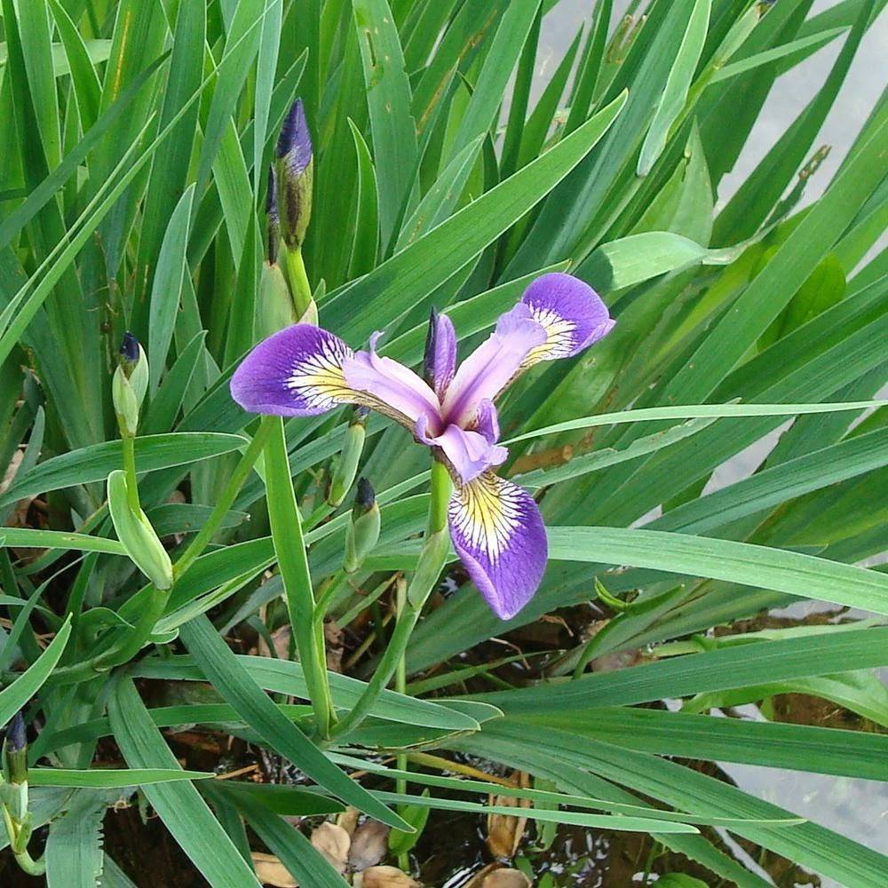 Iris versicolore à fleurs Violette - feuillage Caduc - Godet - 5/20 cm-  hauteur à maturité De 0,50 m à 1,00 m