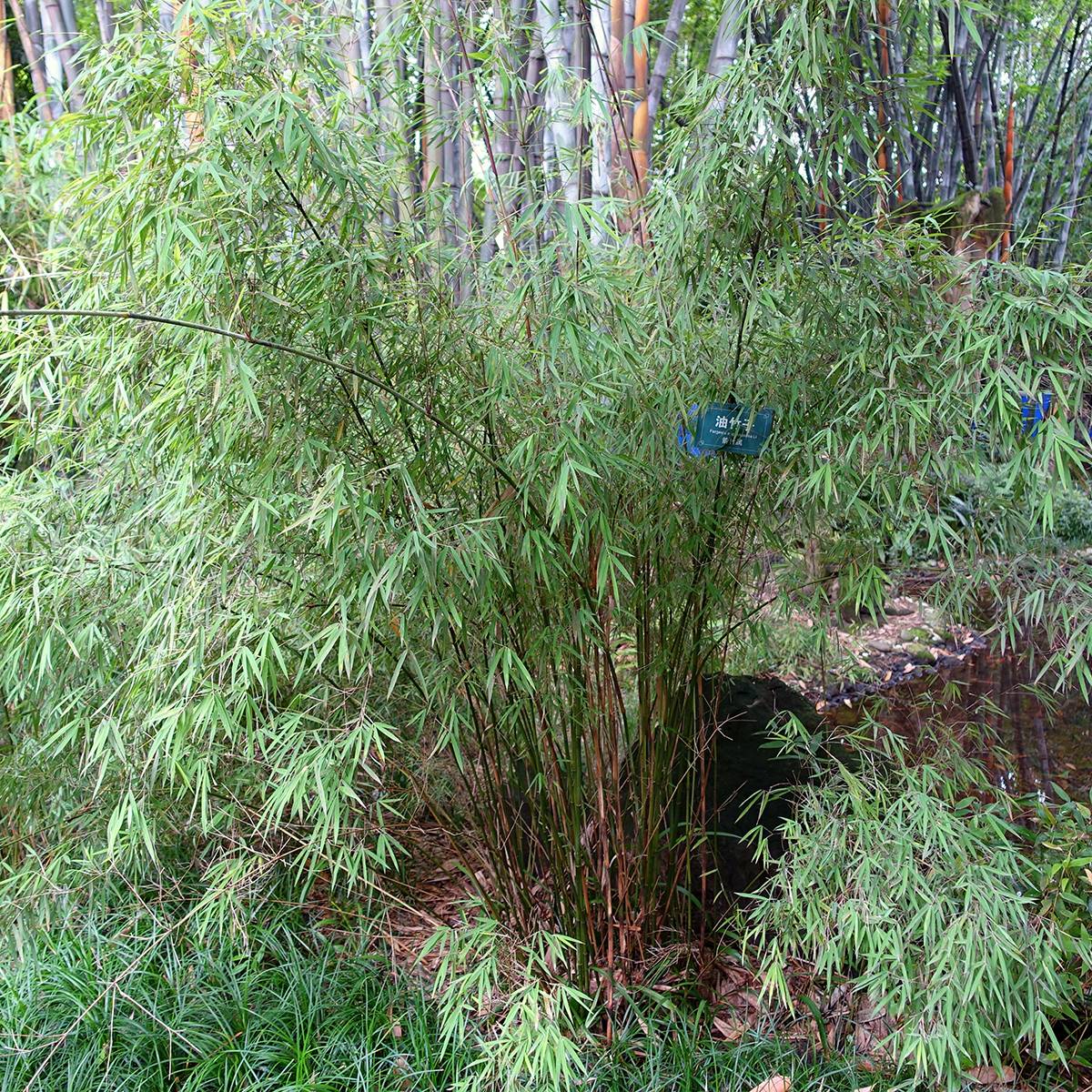 Promesse de Fleurs - Fargesia angustissima - Bambou non traçant Pot de 4L/5L - Image 1