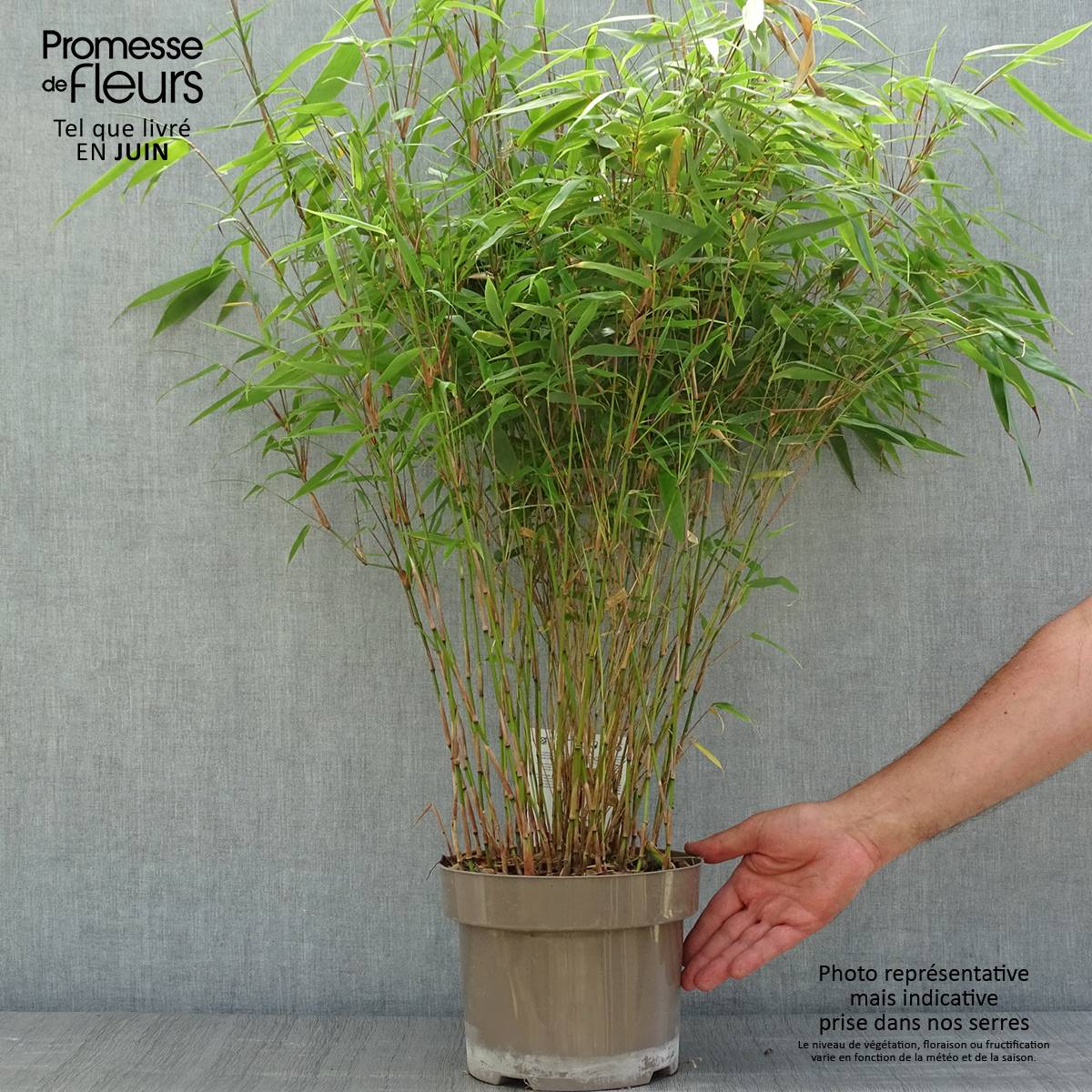 Fargesia angustissima - Bambou non traant Pot de 4L/5L - Jardiland