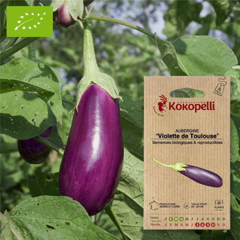 Aubergine Violette de Toulouse- Graines bio à semer - Image 1