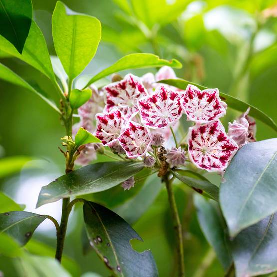 Promesse de Fleurs - Kalmia latifolia Minuet - Laurier des montagnes Pot de 2L/3L - Image 1