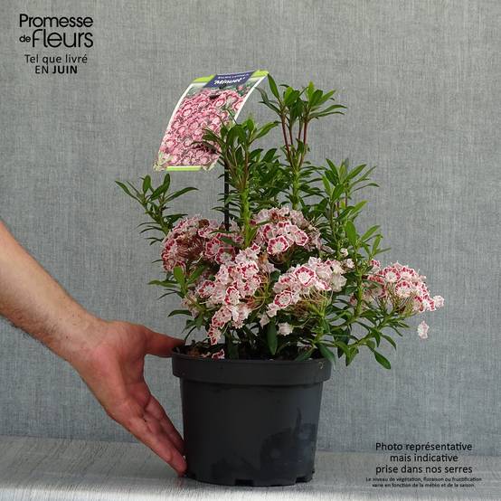 Promesse de Fleurs - Kalmia latifolia Minuet - Laurier des montagnes Pot de 2L/3L - Image 2
