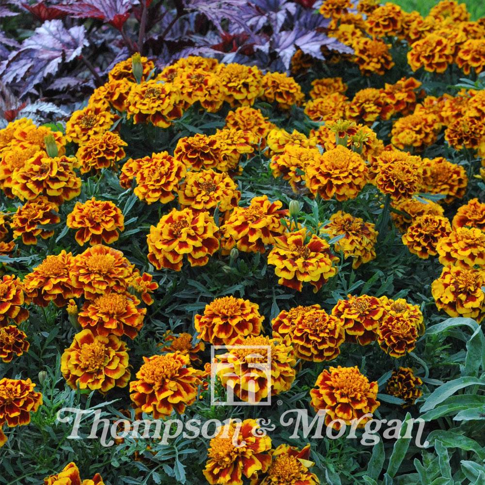 Graines d'Oeillet d'Inde Colossus - Tagetes patula le sachet de 50 graines environ