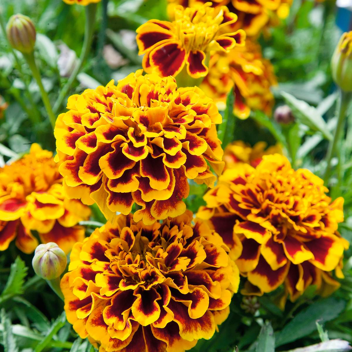 Promesse de Fleurs - Graines d'Oeillet d'Inde Colossus - Tagetes patula le sachet de 50 graines environ