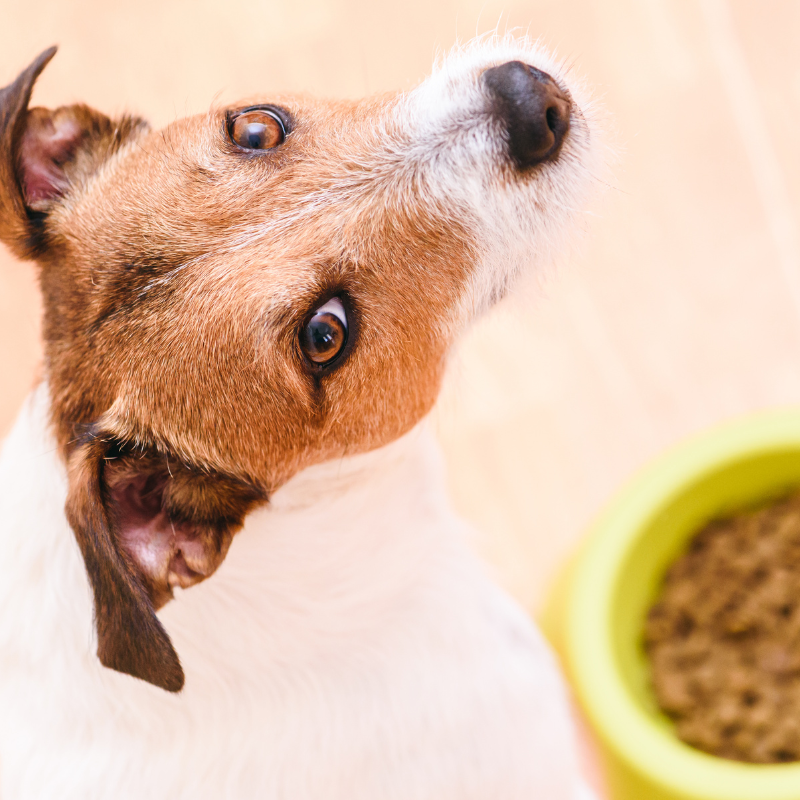 Almo Nature - Almo Nature - Croquettes Holistic Maintenance au Poulet pour Chien de Taille Moyenne - Imagen 2