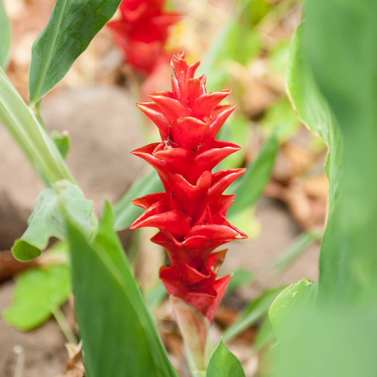 Curcuma alismatifolia Red - Tulipe taïlandaise Bulbe calibre I