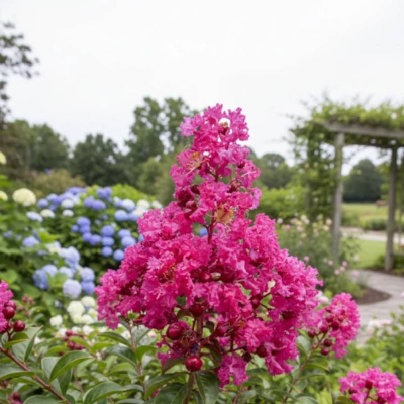 Lilas des Indes Souvenir d'André Desmartis, Lagerstroemia à fleurs Rose - feuillage Caduc - Pot de 3L - Touffe- hauteur à maturité De 1,00 m à 1,50 m - Image 5