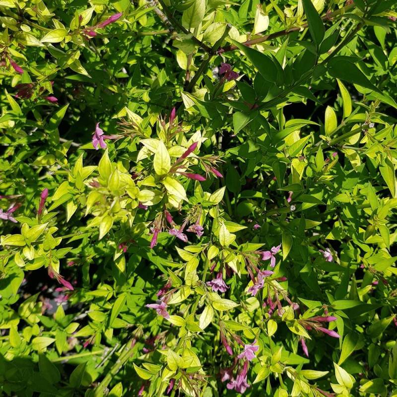 Jasmin Starry® Summer Scent 'Ganmin 1701' à fleurs Rose - feuillage Caduc - Godet - 5/20 cm-  hauteur à maturité De 3,00 m à 5,00 m - Image 2