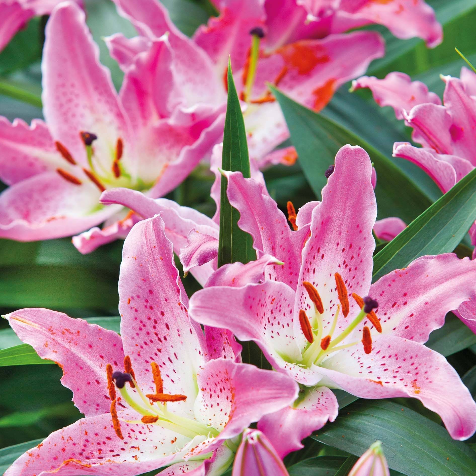 Promesse de Fleurs - Lis oriental Josephine Bulbe calibre 16/18 (par 3)