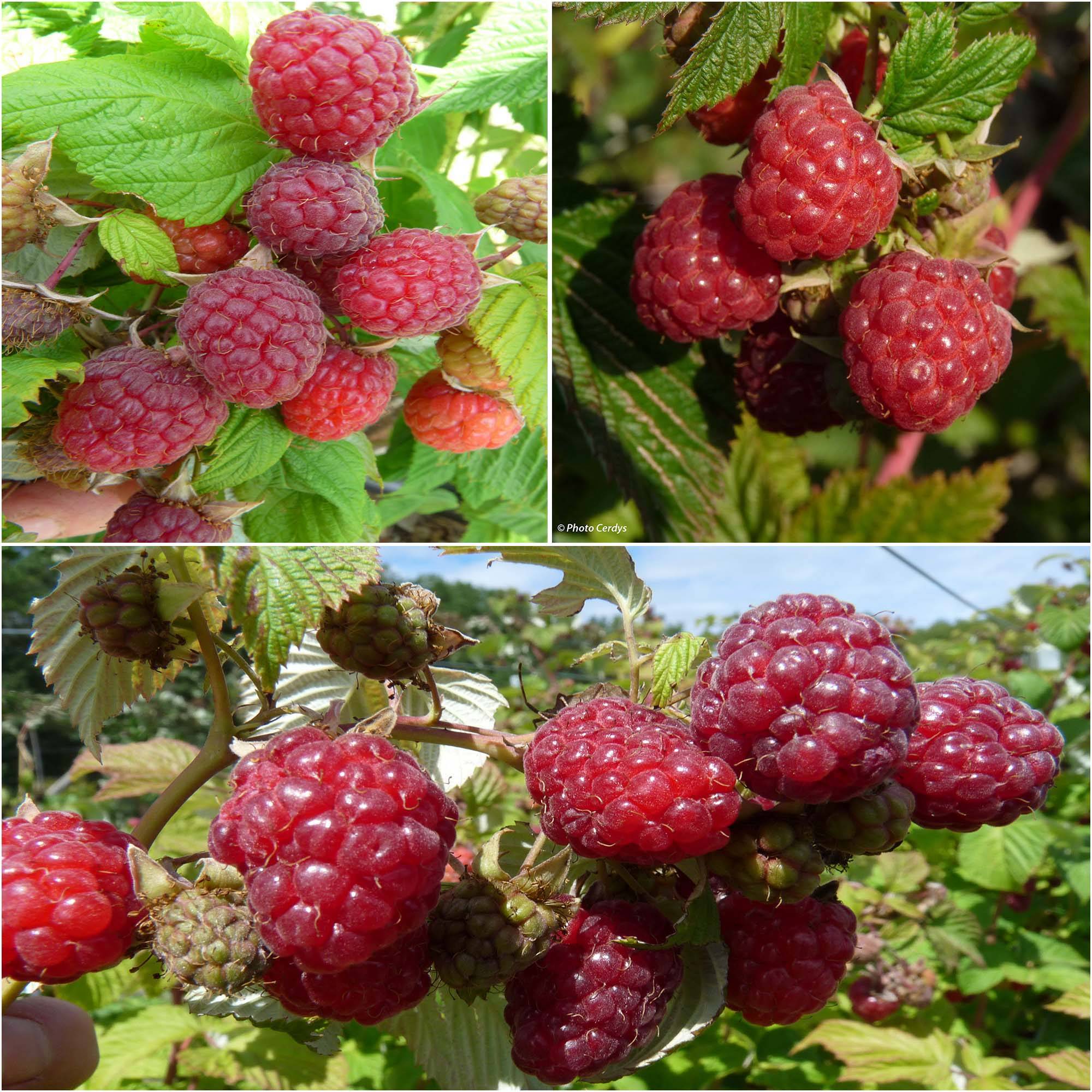 Promesse de Fleurs - Collection de 3 framboisiers pour une récolte étalée - Collection de 3 plantes