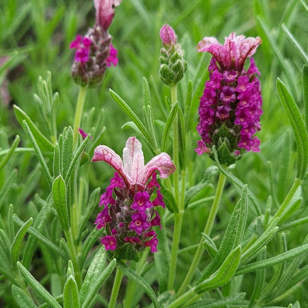 Promesse de Fleurs - Lavandula stoechas Magical Posy Pink - Lavande papillon Godet de 8/9 cm
