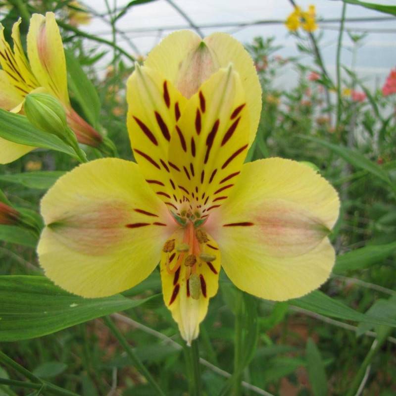 Alstrœmères Layon, Lis des Incas à fleurs Jaune/ - feuillage Caduc - Godet - 5/20 cm - Imagen 1