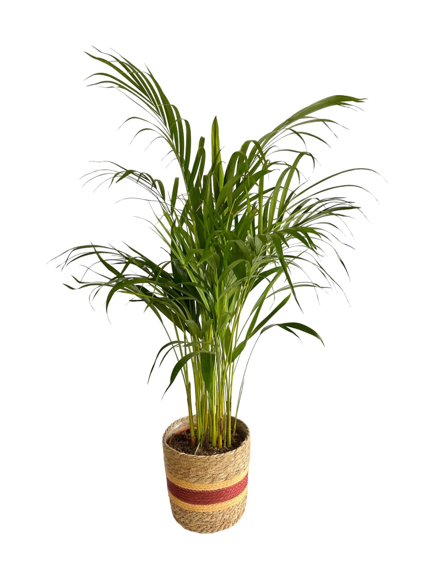 La Green Touch - Palmier Areca 85cm - Plante d'intérieur- La Green Touch - Imagen 1