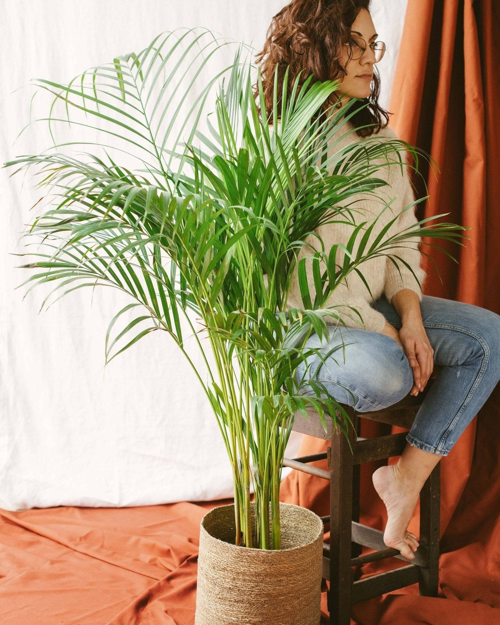 La Green Touch - Palmier Areca 85cm - Plante d'intérieur- La Green Touch - Imagen 2