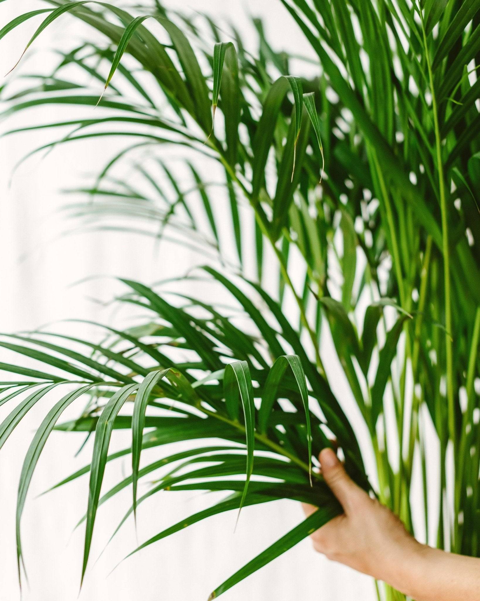 La Green Touch - Palmier Areca 85cm - Plante d'intérieur- La Green Touch - Imagen 3