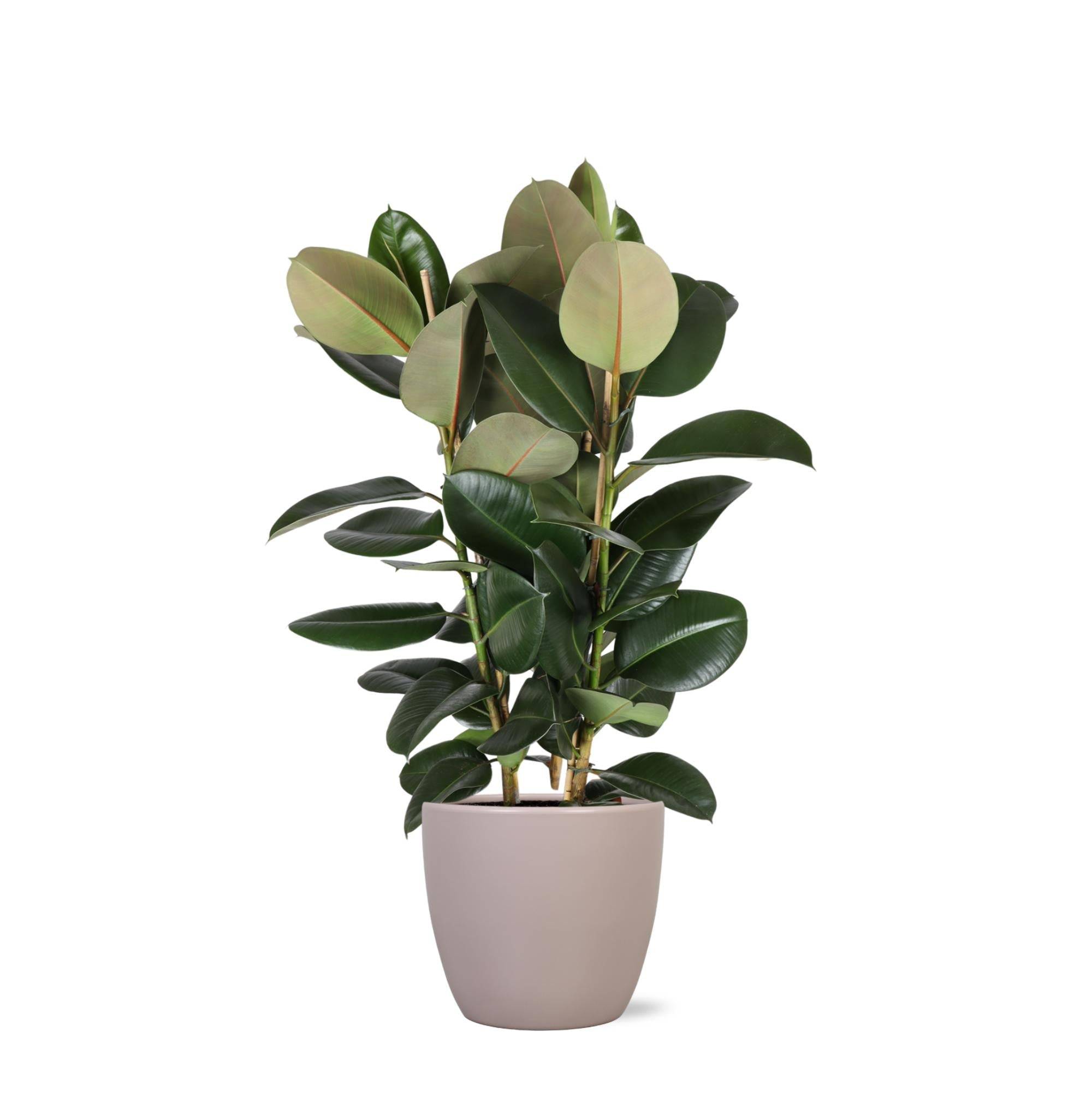 Ficus Elastica Robusta et son pot- La Green Touch Taupe - Hauteur 115cm