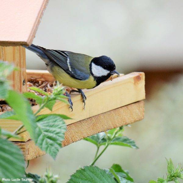 Mélange de vers de farine et de raisins secs pour oiseaux 200g - Invers - Imagen 4