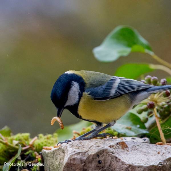 Mélange de vers de farine et de raisins secs pour oiseaux 200g - Invers - Imagen 3