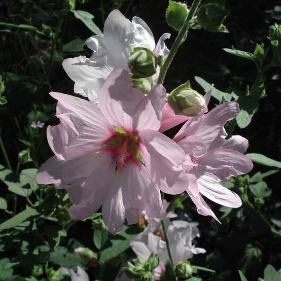 Lavatère Barnsley - Lavatera thuringiaca Pot de 2L/3L