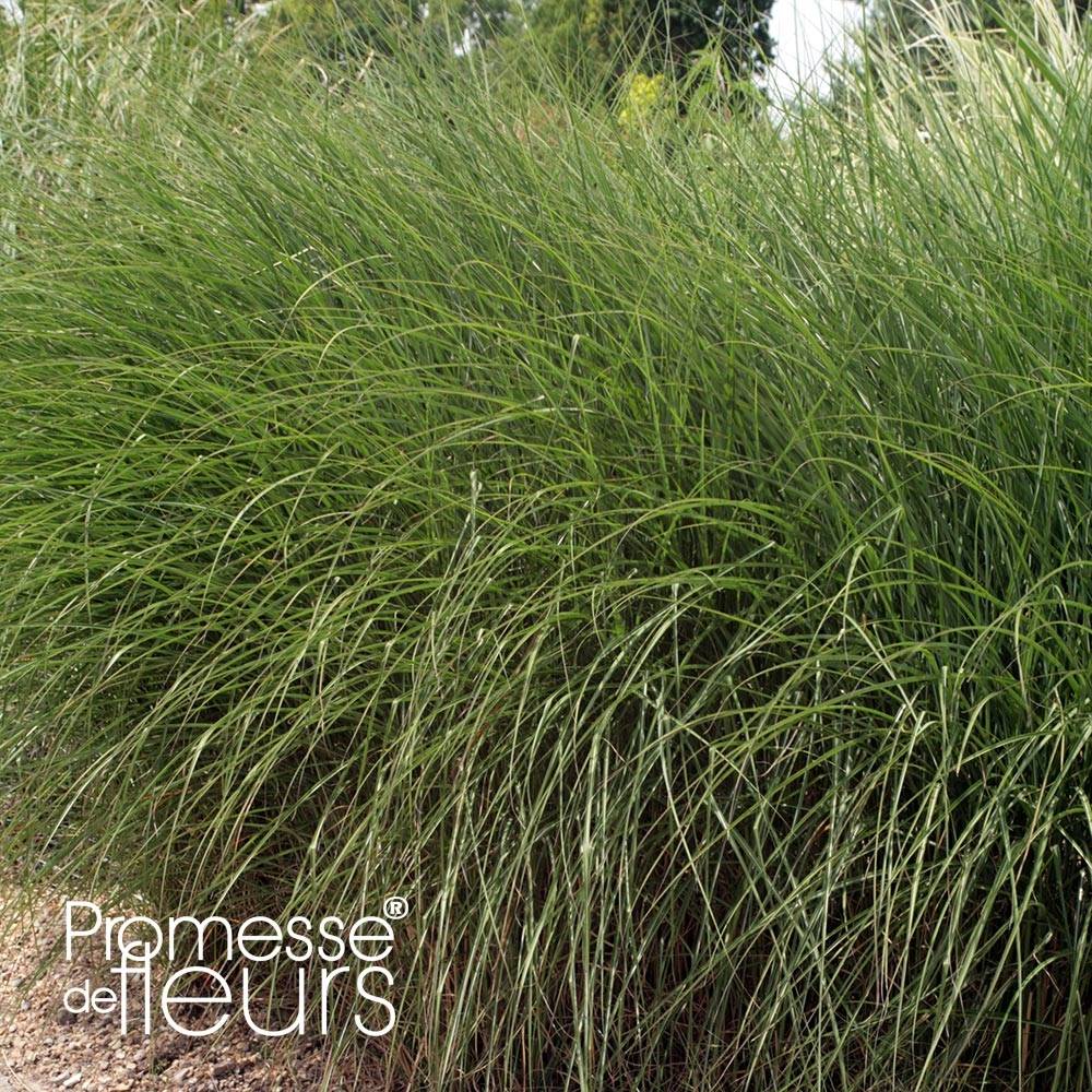 Promesse de Fleurs - Miscanthus sinensis Gnom - Eulalie, Roseau de Chine Godet de 8/9 cm