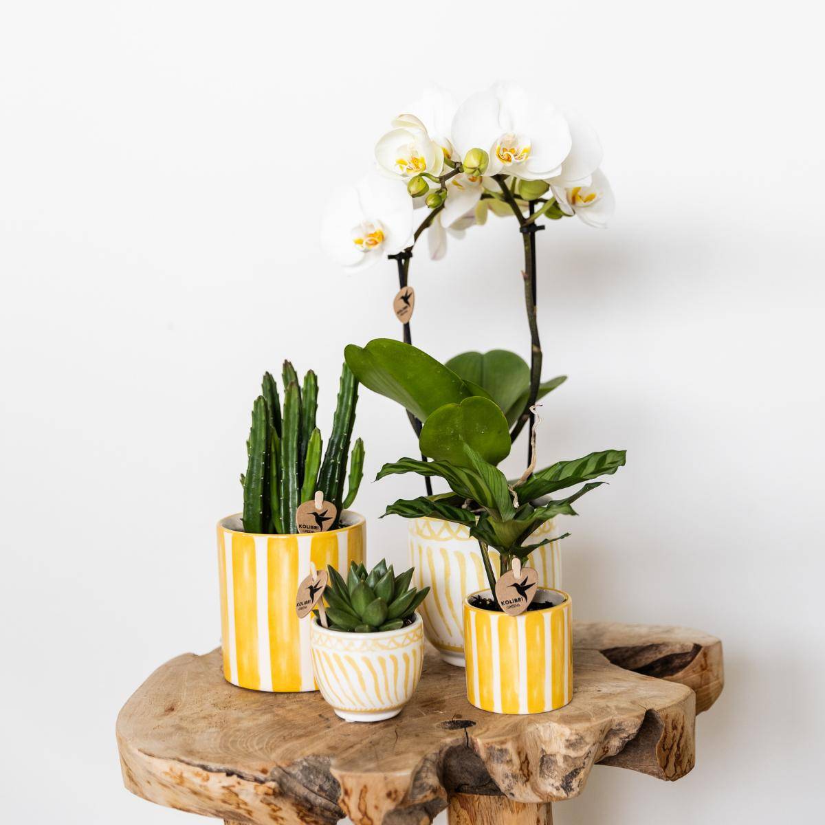 Pot décoratif Granada Jaune- La Green Touch - Imagen 3