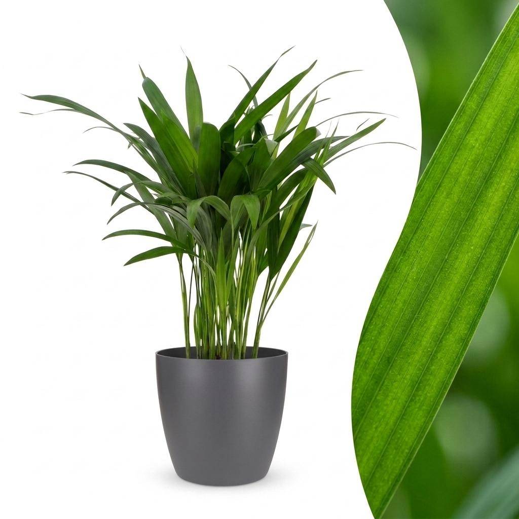 La Green Touch - Areca Lutescens - Palmier Areca - Avec cache-pot gris - Pot Ø12 cm, H 45 cm - Image 1