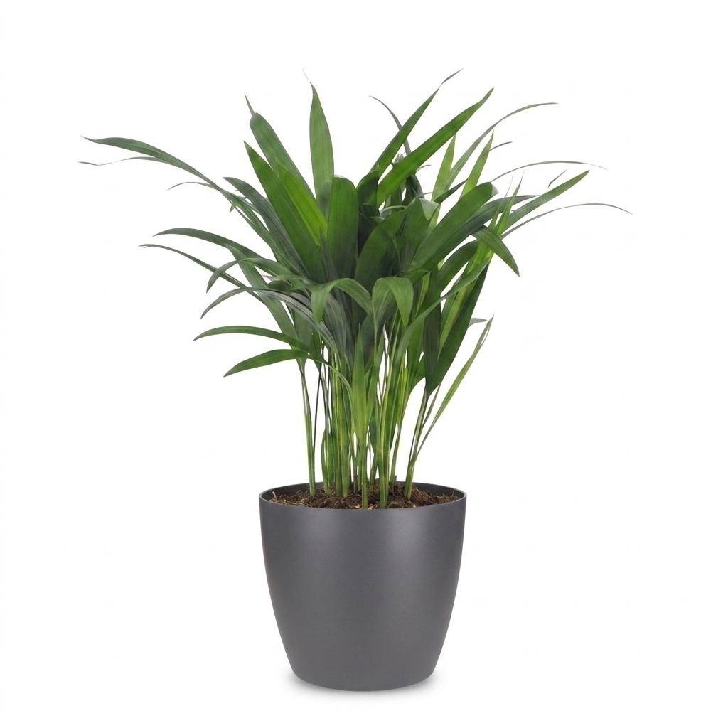 La Green Touch - Areca Lutescens - Palmier Areca - Avec cache-pot gris - Pot Ø12 cm, H 45 cm - Image 2