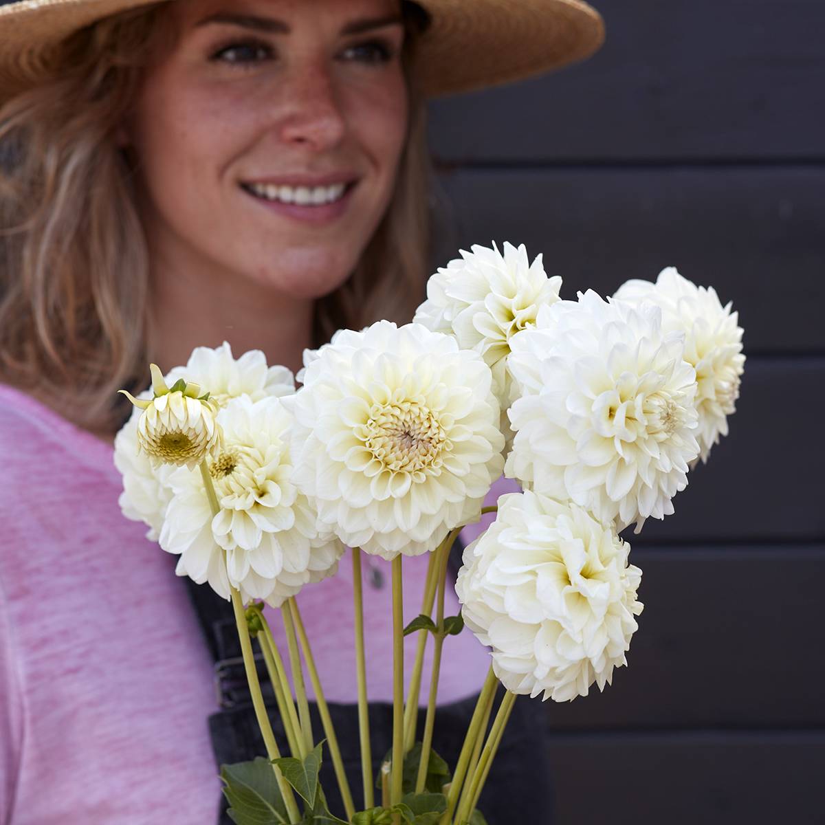 Dahlia décoratif Bahia Blanca Bulbe calibre I