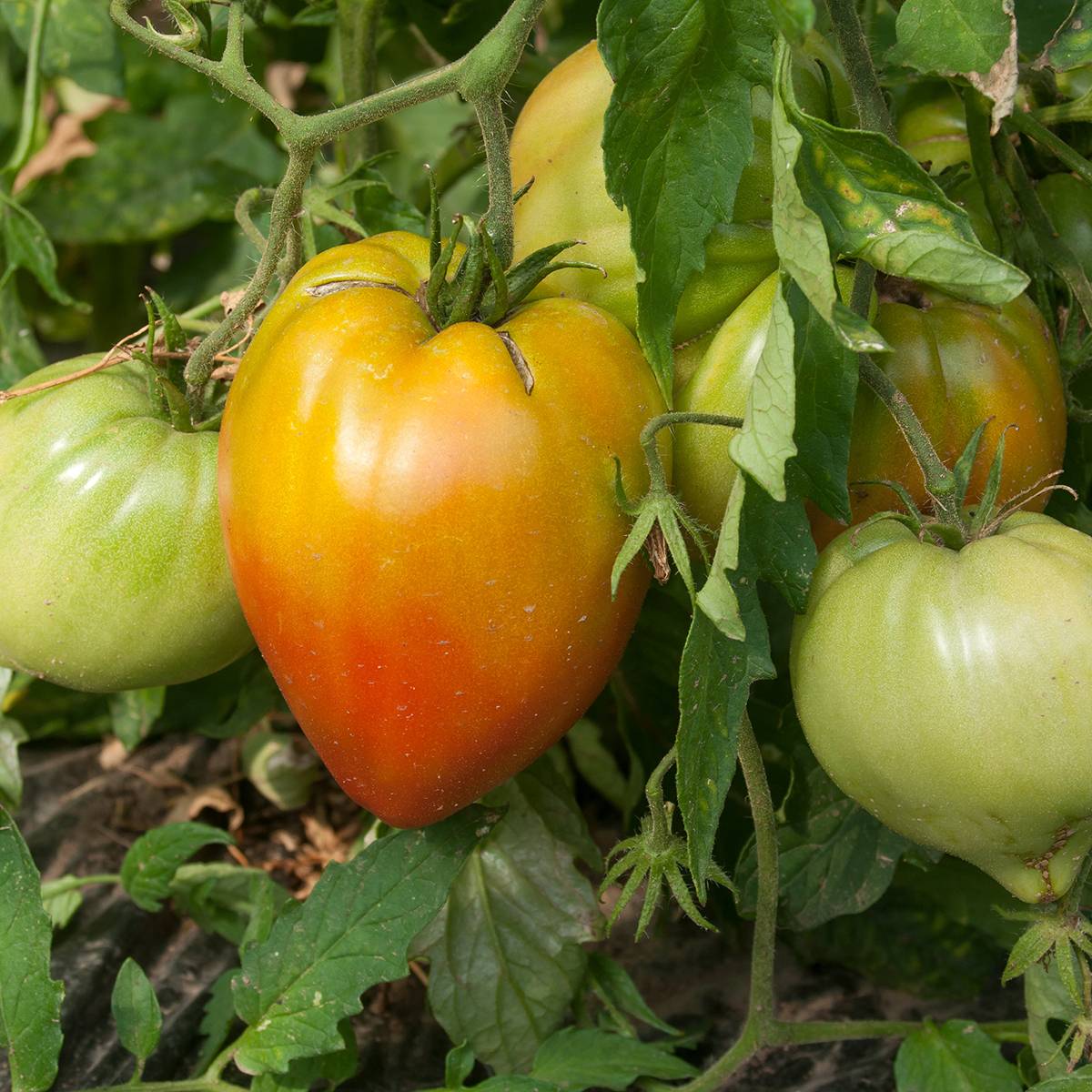 Tomate Ochsenherz Orange en plants GREFFES Mini-motte Ø 3/4 cm (par 2)