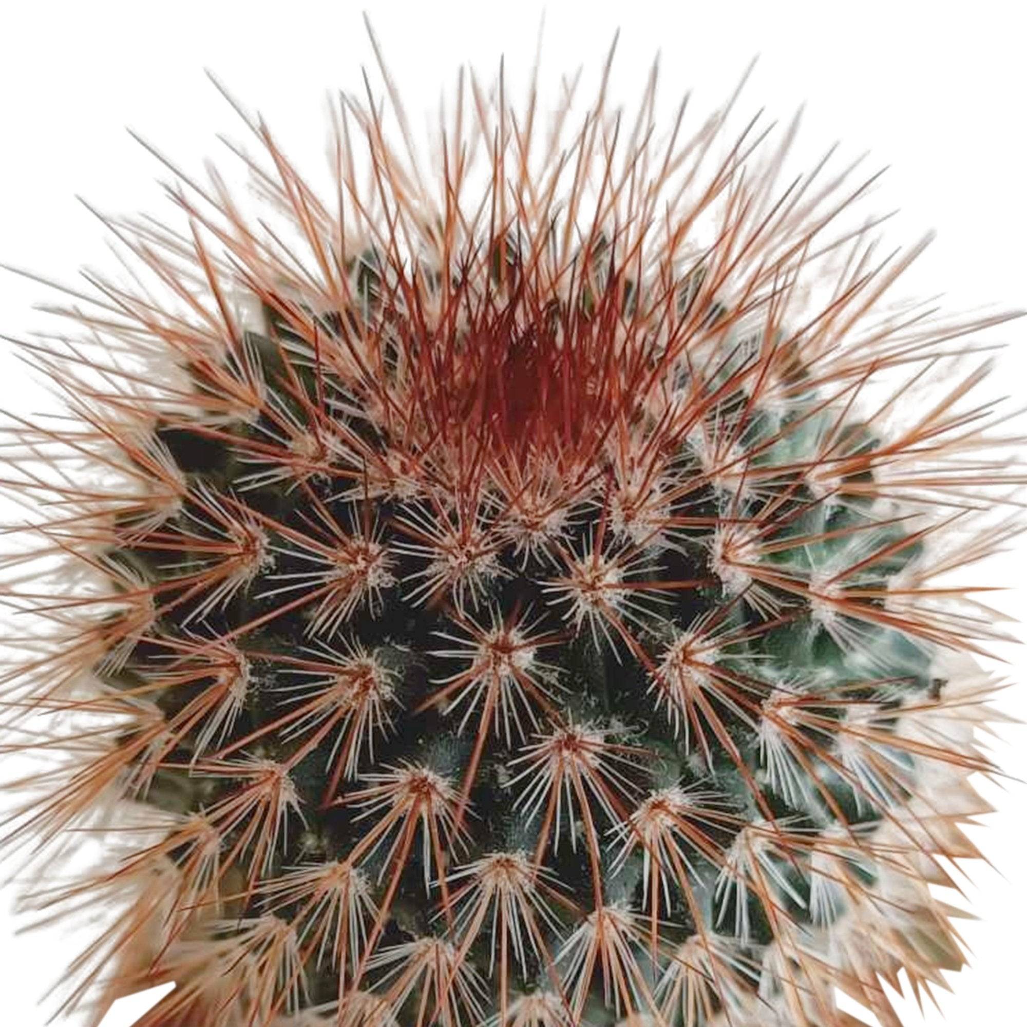 La Green Touch - Mix de 5 cactus h13cm- La Green Touch - Imagen 4