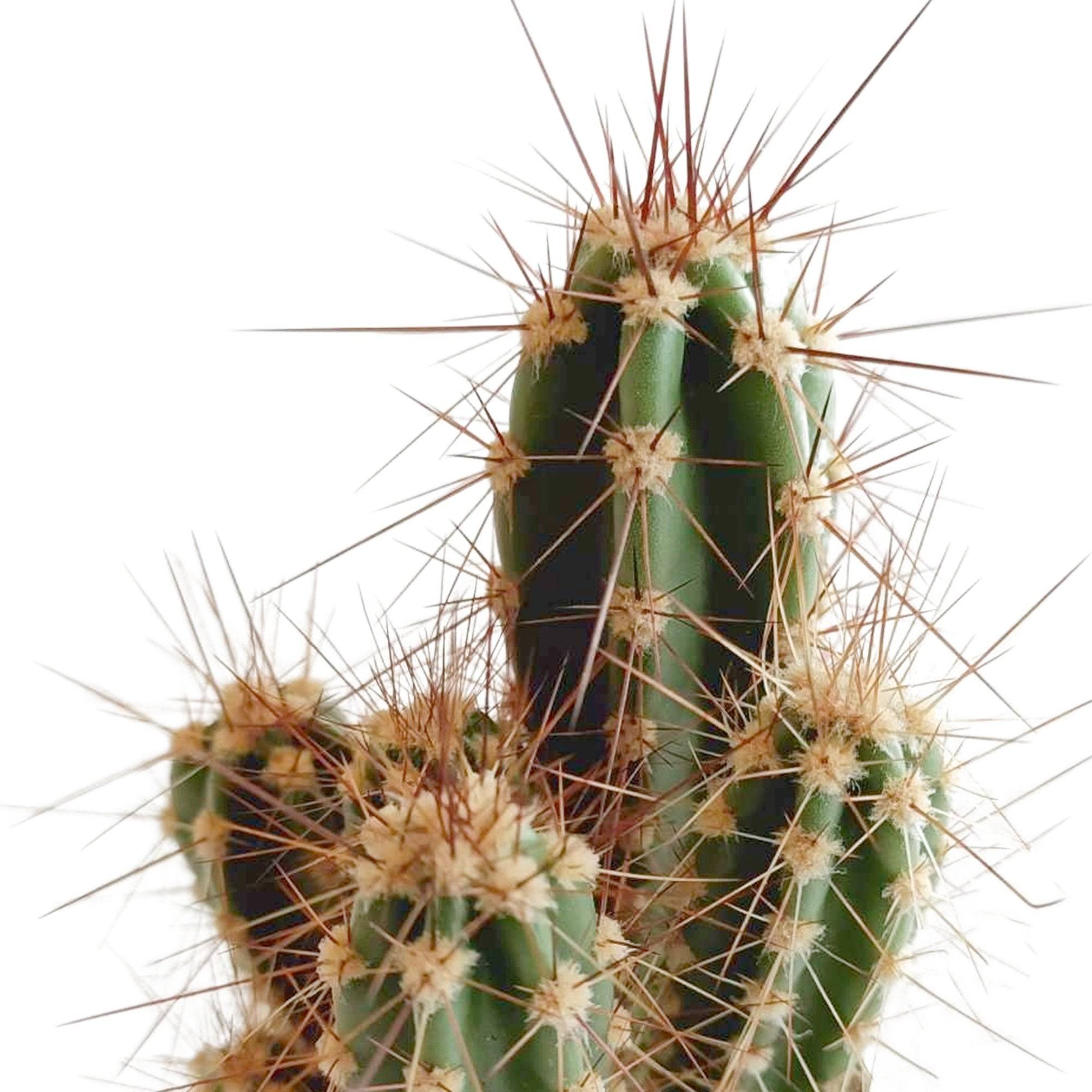 La Green Touch - Mix de 5 cactus h13cm- La Green Touch - Imagen 7