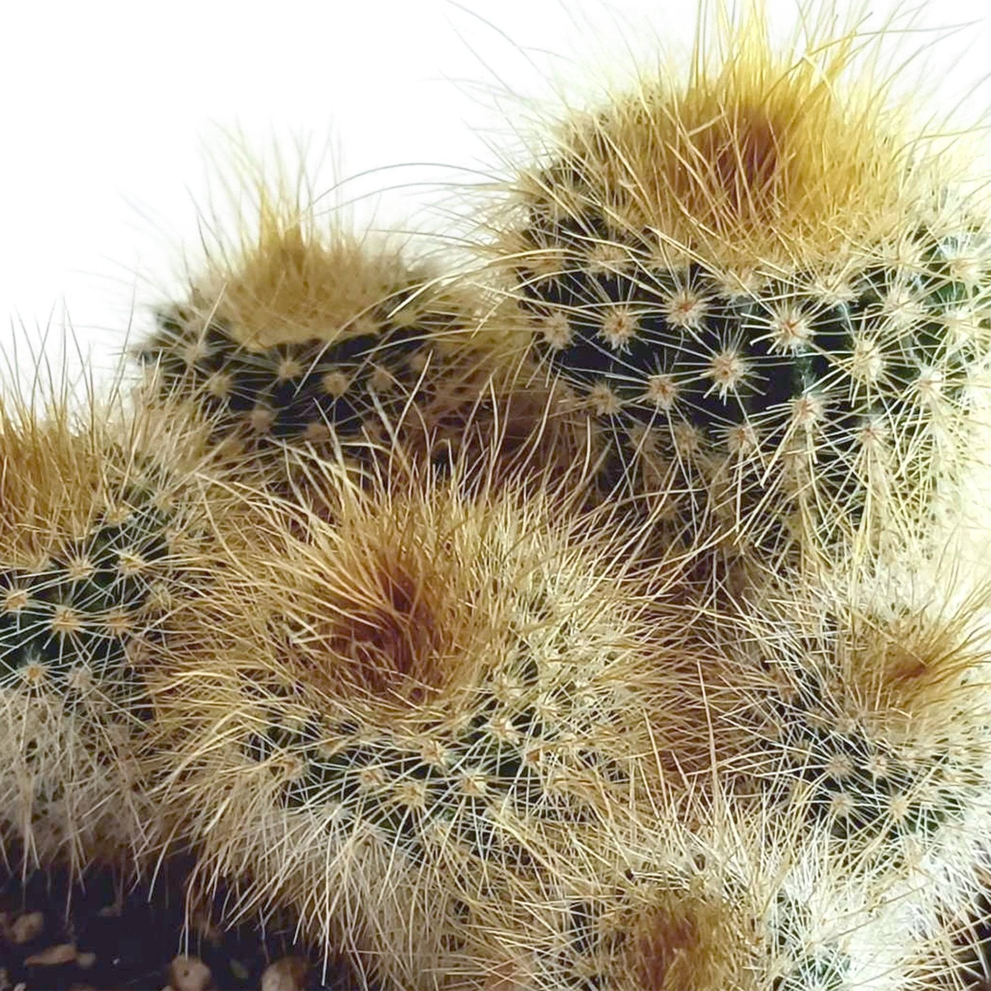 La Green Touch - Mix de 5 cactus h13cm- La Green Touch - Imagen 6